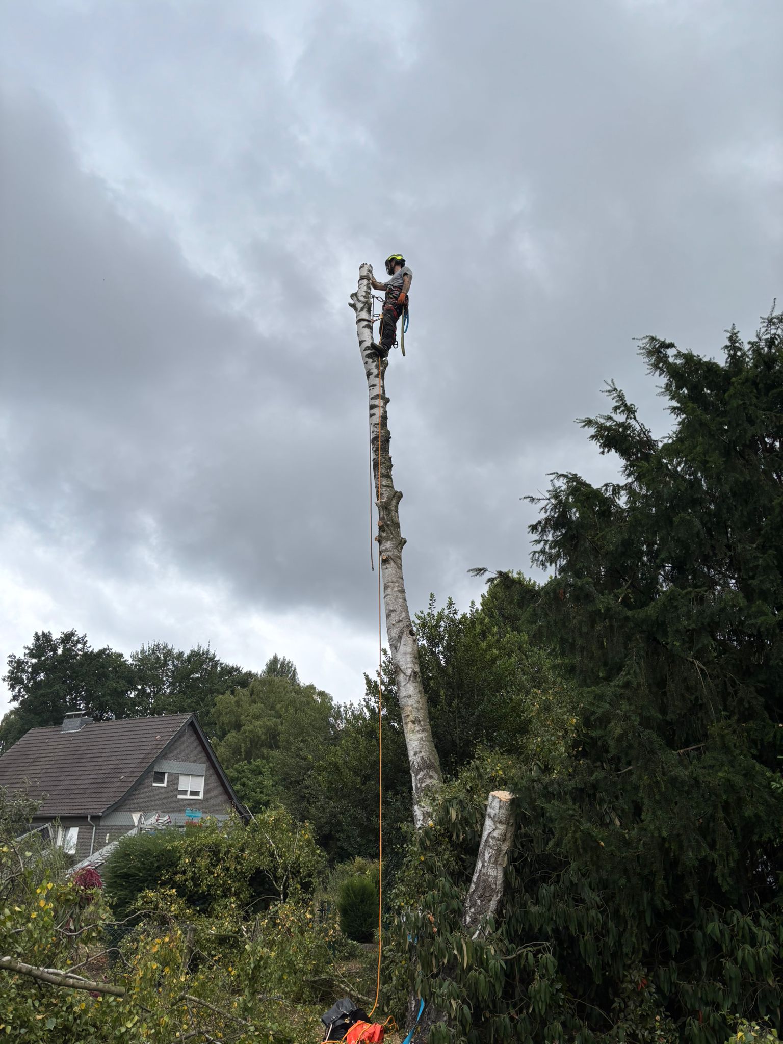Baumfällung mittels Seilklettertechnik