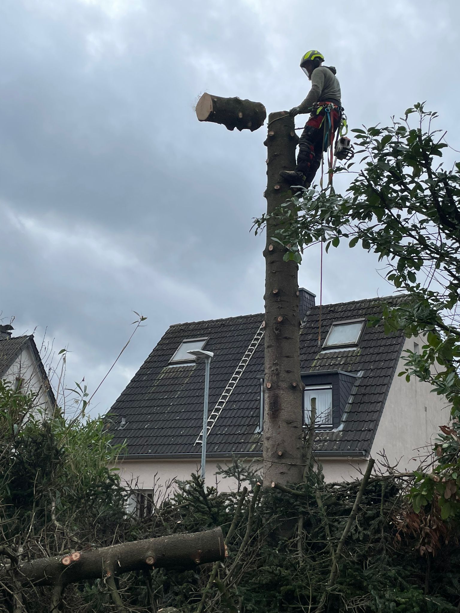 Baumfällung mittels Seilklettertechnik