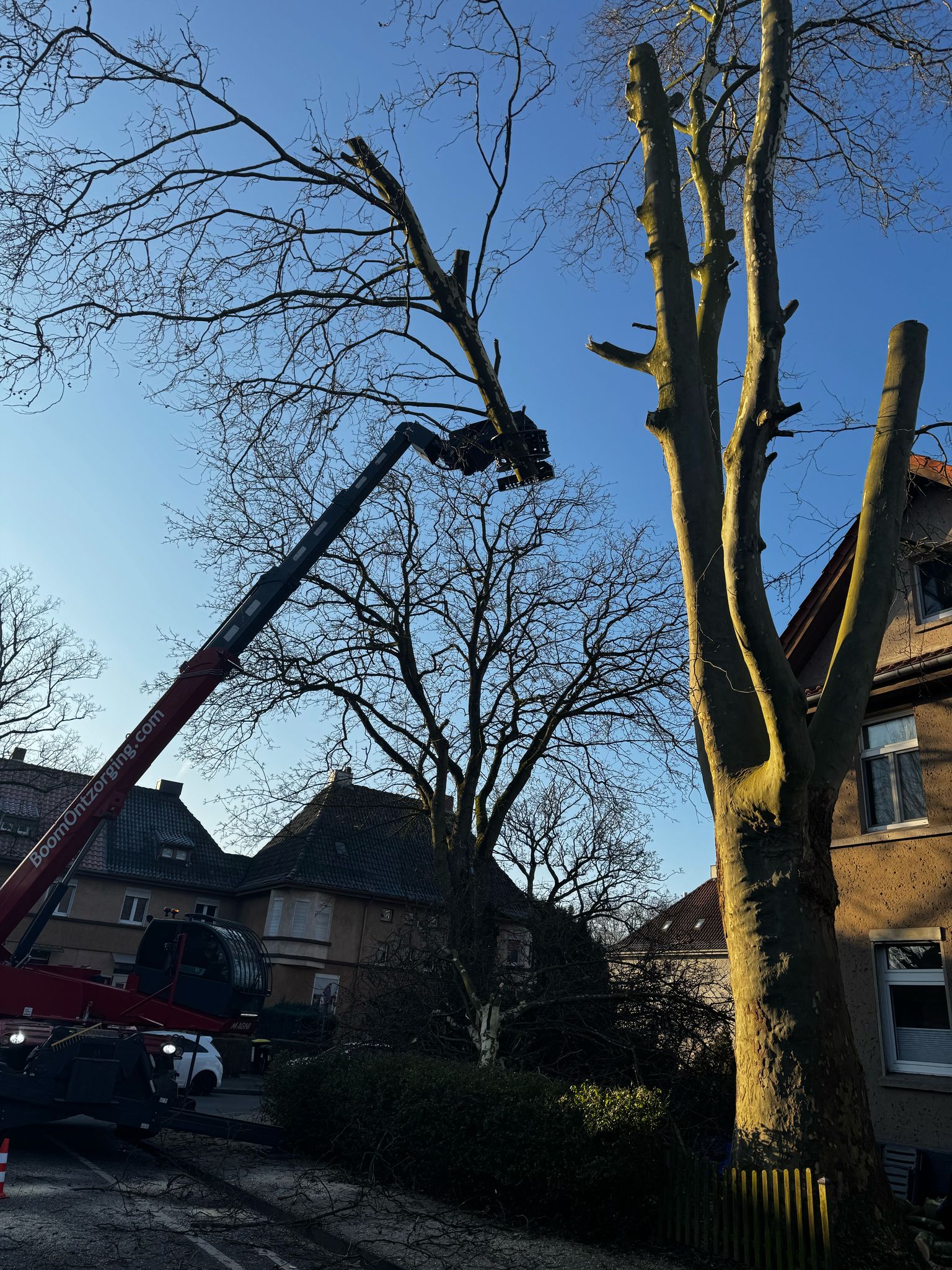 Kontrollierter Baumabtrag mit einem Fällkran