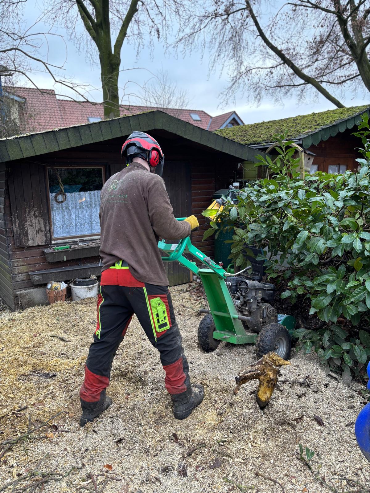 Wurzelfräse im Einsatz am Baumstumpf